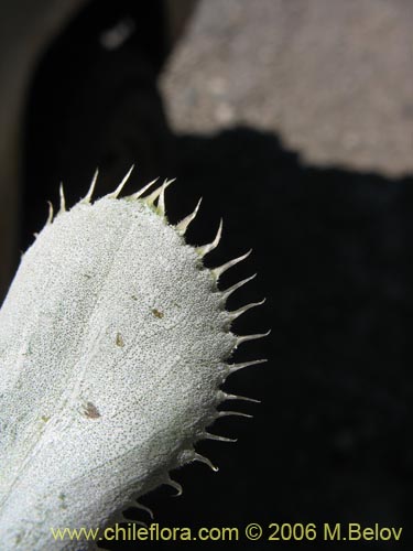 Bild von Haplopappus sp. #1535 (). Klicken Sie, um den Ausschnitt zu vergrössern.