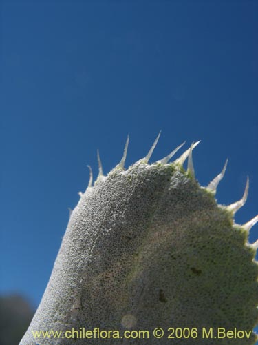 Bild von Haplopappus sp. #1535 (). Klicken Sie, um den Ausschnitt zu vergrössern.