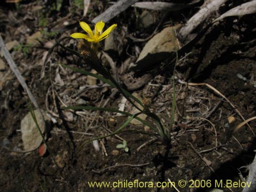 Image of Sisyrinchium graminifolium (Huilmo amarillo / Ñuño). Click to enlarge parts of image.