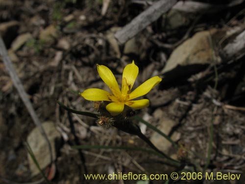 Image of Sisyrinchium graminifolium (Huilmo amarillo / Ñuño). Click to enlarge parts of image.