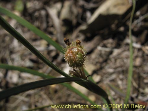 Bild von Sisyrinchium graminifolium (Huilmo amarillo / Ñuño). Klicken Sie, um den Ausschnitt zu vergrössern.