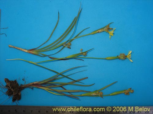 Image of Sisyrinchium graminifolium (Huilmo amarillo / Ñuño). Click to enlarge parts of image.