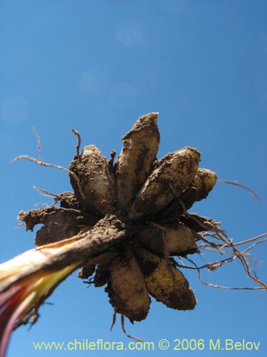 Image of Sisyrinchium graminifolium (Huilmo amarillo / Ñuño). Click to enlarge parts of image.