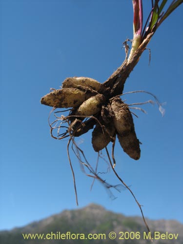 Image of Sisyrinchium graminifolium (Huilmo amarillo / Ñuño). Click to enlarge parts of image.