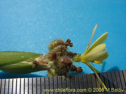 Image of Sisyrinchium graminifolium (Huilmo amarillo / Ñuño). Click to enlarge parts of image.