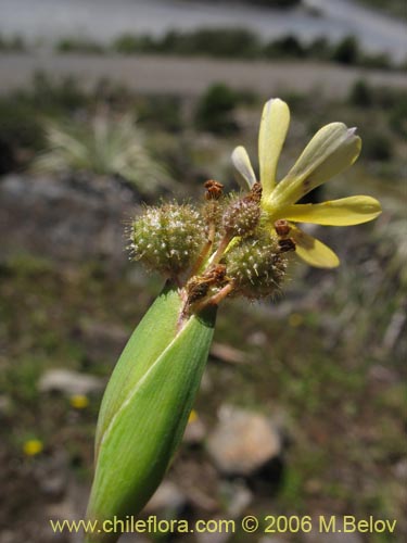 Bild von Sisyrinchium graminifolium (Huilmo amarillo / Ñuño). Klicken Sie, um den Ausschnitt zu vergrössern.