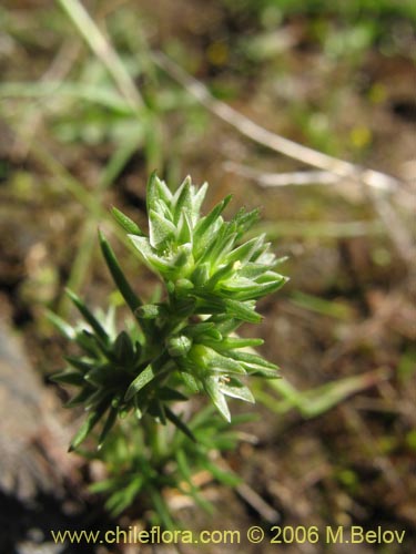 Scleranthus sp. #2331の写真