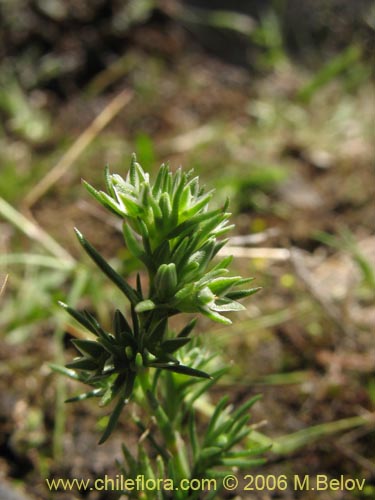 Scleranthus sp. #2331の写真