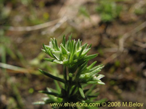 Scleranthus sp. #2331の写真