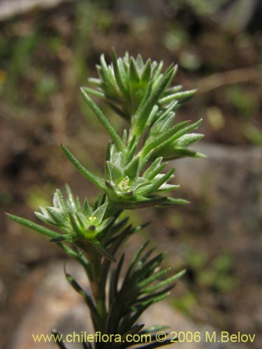 Scleranthus sp. #2331の写真