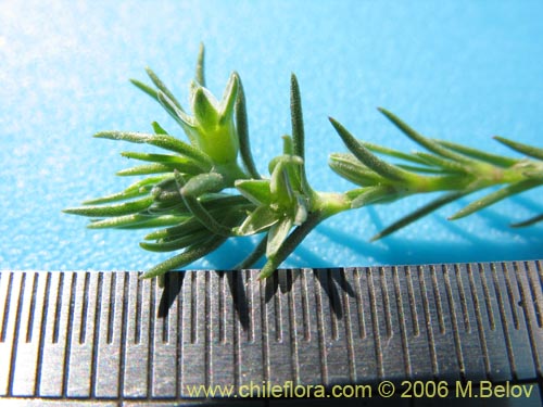 Image of Scleranthus sp. #2331 (). Click to enlarge parts of image.