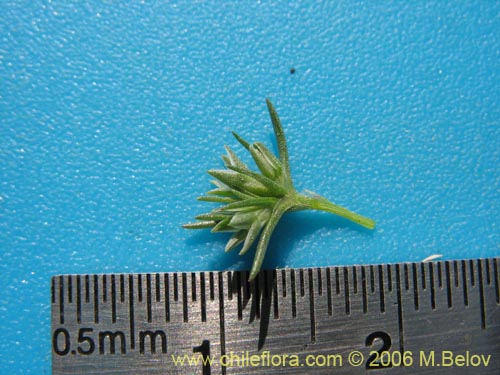 Scleranthus sp.   #2331の写真