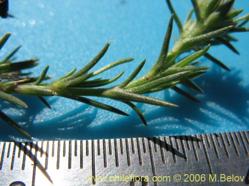 Image of Scleranthus sp. #2331 (). Click to enlarge parts of image.