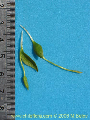 Ophioglossum lusitanicum ssp. coriaceumの写真