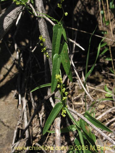 Bild von Dioscorea sp. #1534 (). Klicken Sie, um den Ausschnitt zu vergrössern.