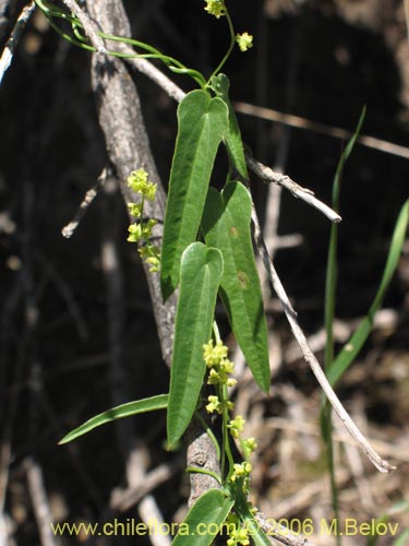 Dioscorea sp. #1534的照片