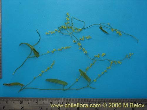 Image of Dioscorea sp.   #1534 (). Click to enlarge parts of image.