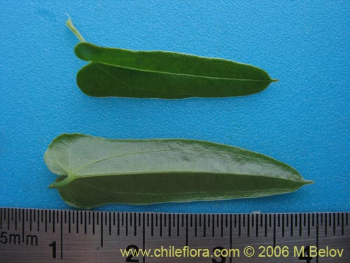 Dioscorea sp. #1534의 사진