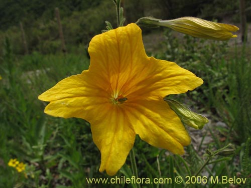 Bild von Salpiglossis sinuata (Palito amargo). Klicken Sie, um den Ausschnitt zu vergrössern.