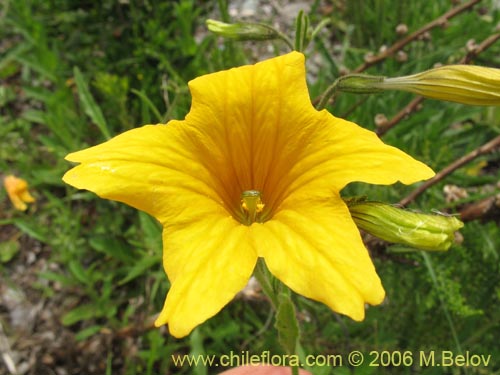 Salpiglossis sinuataの写真