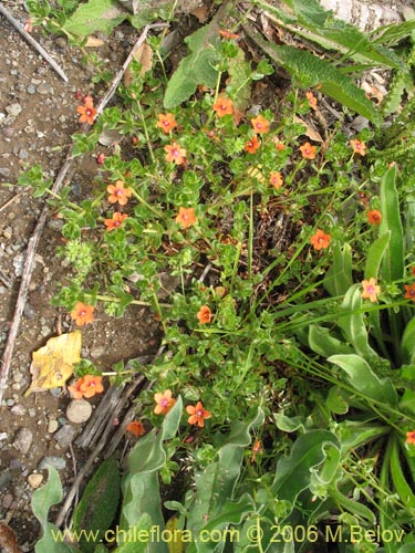 Imágen de Anagallis arvensis (Pimpinela rosada). Haga un clic para aumentar parte de imágen.