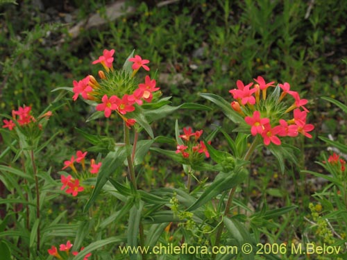 Фотография Collomia biflora (Colomia roja / Coxínea). Щелкните, чтобы увеличить вырез.