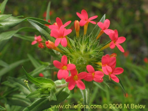 Фотография Collomia biflora (Colomia roja / Coxínea). Щелкните, чтобы увеличить вырез.