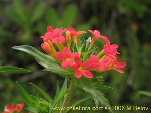 Фотография Collomia biflora (Colomia roja / Coxínea). Щелкните, чтобы увеличить вырез.