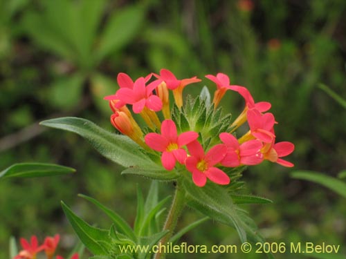 Collomia bifloraの写真