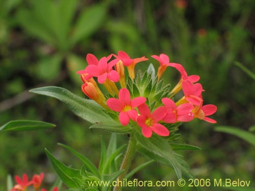 Bild von Collomia biflora (Colomia roja / Coxínea). Klicken Sie, um den Ausschnitt zu vergrössern.