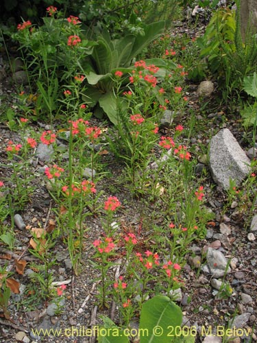 Фотография Collomia biflora (Colomia roja / Coxínea). Щелкните, чтобы увеличить вырез.