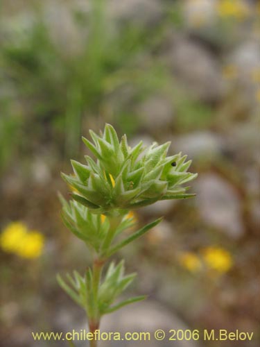 Bild von Scleranthus sp. #2331 (). Klicken Sie, um den Ausschnitt zu vergrössern.