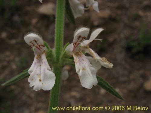 Image of Stachys sp.   #2768 (). Click to enlarge parts of image.
