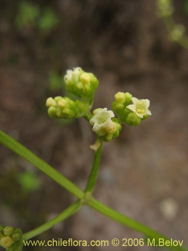 Valeriana sp. #1537的照片