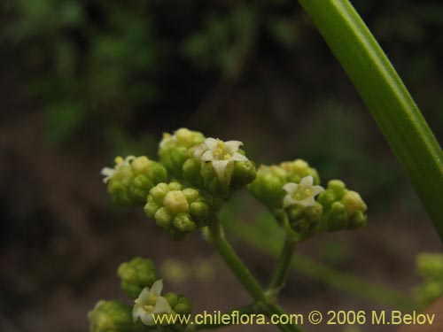 Valeriana sp. #1537的照片