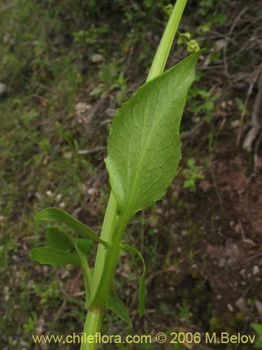 Valeriana sp. #1537的照片