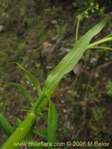 Image of Valeriana sp.   #1537 (). Click to enlarge parts of image.