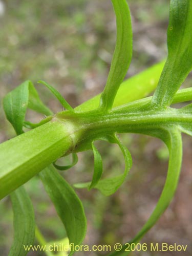 Image of Valeriana sp. #1537 (). Click to enlarge parts of image.