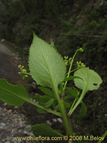 Imágen de Valeriana sp. #1537 (). Haga un clic para aumentar parte de imágen.