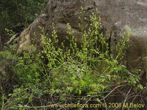 Bild von Valeriana sp. #1537 (). Klicken Sie, um den Ausschnitt zu vergrössern.