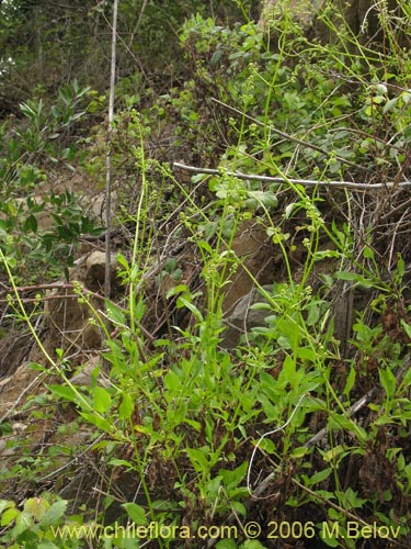 Imágen de Valeriana sp. #1537 (). Haga un clic para aumentar parte de imágen.