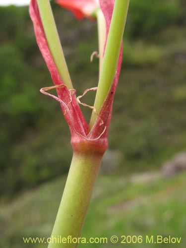 Image of Famatina maulensis (). Click to enlarge parts of image.