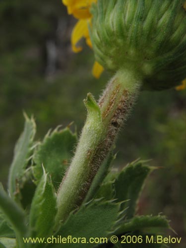 Bild von Haplopappus sp. #2769 (). Klicken Sie, um den Ausschnitt zu vergrössern.