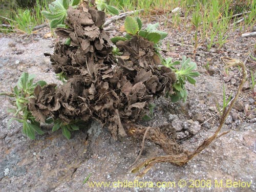 Bild von Haplopappus sp. #2769 (). Klicken Sie, um den Ausschnitt zu vergrössern.