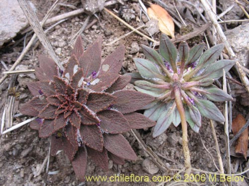 Image of Viola subandina (). Click to enlarge parts of image.