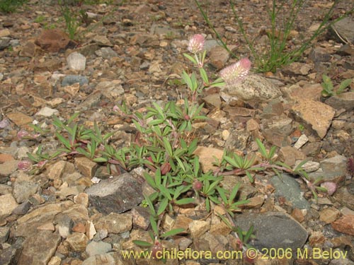 Bild von Trifolium angustifolium (). Klicken Sie, um den Ausschnitt zu vergrössern.