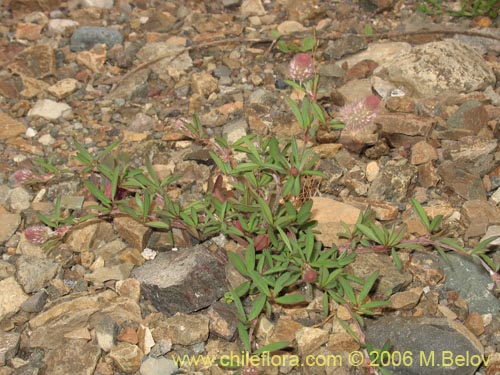 Image of Trifolium angustifolium (). Click to enlarge parts of image.