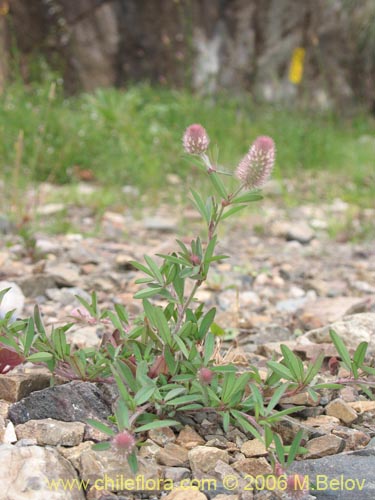 Image of Trifolium angustifolium (). Click to enlarge parts of image.