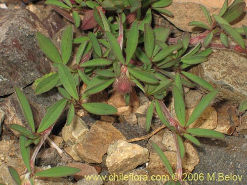 Image of Trifolium angustifolium (). Click to enlarge parts of image.