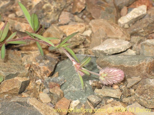 Bild von Trifolium angustifolium (). Klicken Sie, um den Ausschnitt zu vergrössern.